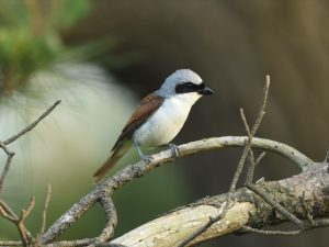 木にとまったチゴモズを撮影