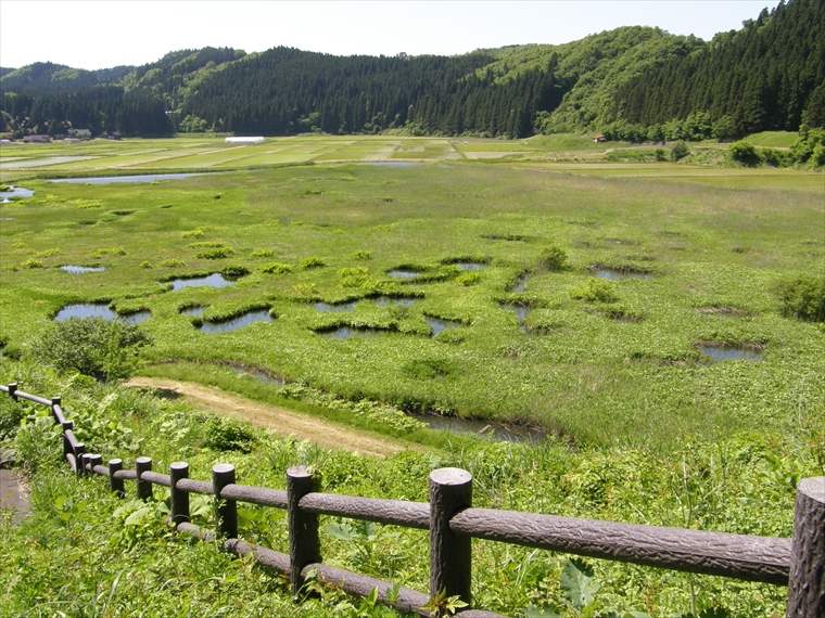 湿原のなかに広がる大小の水たまり(池とう)が美しく加田喜沼湿原