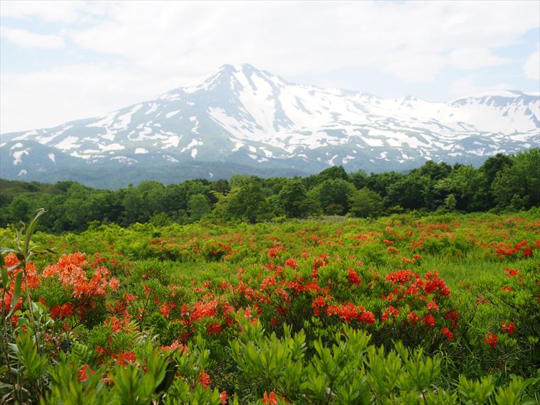 レンゲツツジが美しい桑ノ木台湿原(秋田県)