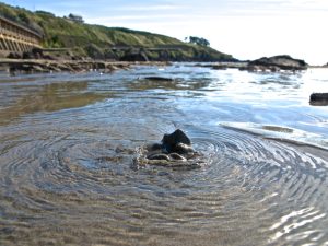 釜礒海岸湧水の様子